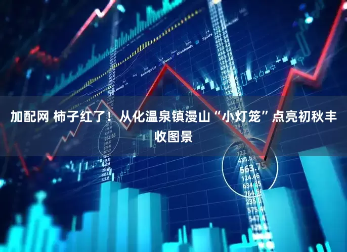 加配网 柿子红了！从化温泉镇漫山“小灯笼”点亮初秋丰收图景